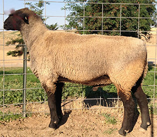 Sire