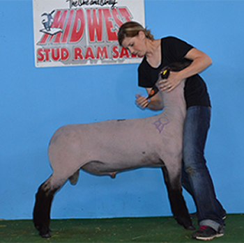 Sire