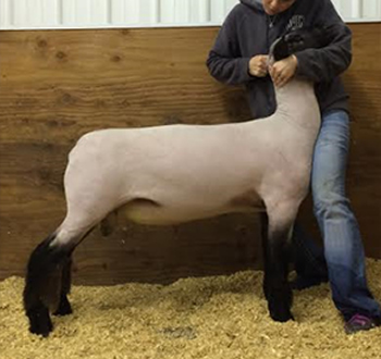 Sire