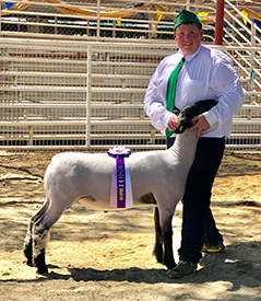 Johnston CLub Lambs Winners